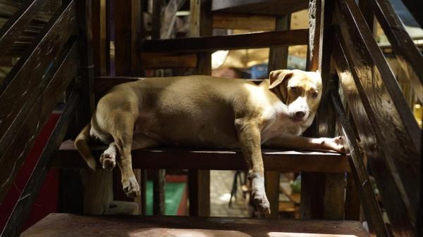 Lazy Dog Bed & Breakfast