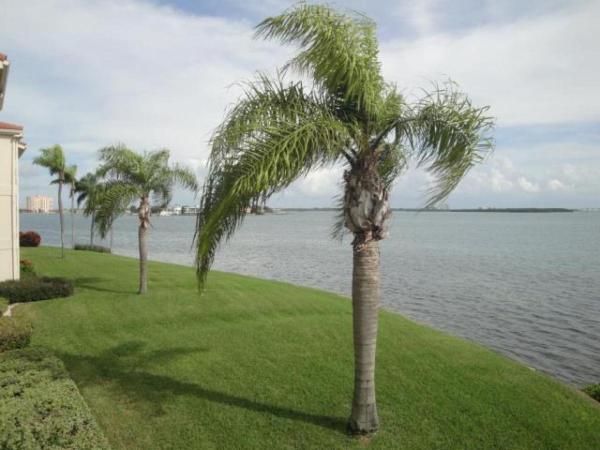 Palma Perfect Florida Getaway, Book Feriehus Saint Petersburg Pinellas County