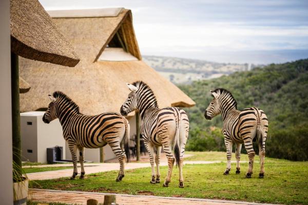 J-Bay Zebra Lodge, Book Bed and Breakfast Hoteller i Route 62 med morgenmad, Morgenmad