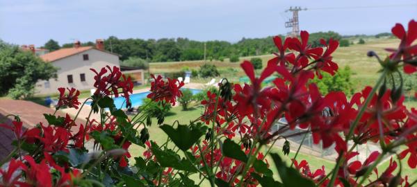 Moratto's Apartments, Book Lejlighed Hoteller i Umag Riviera med pool, Swimmingpool