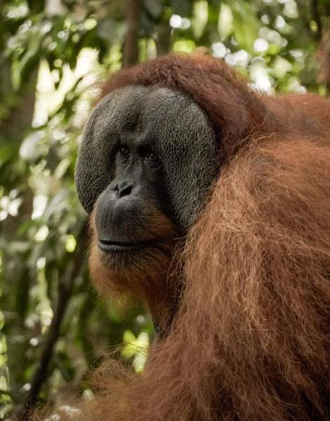 Sama Sama Homestay & Trekking Only Stay Here Book Trekking and Transport With Us, Book  Bukit Lawang Sumatra