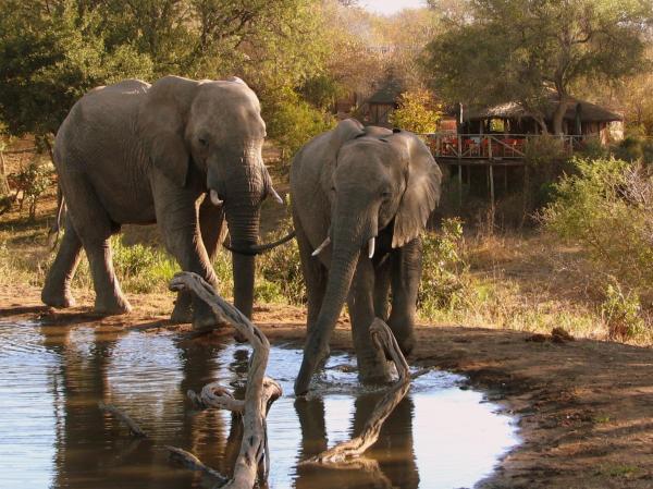 Umlani Bushcamp, Book Lodge Timbavati Game Reserve Mpumalanga