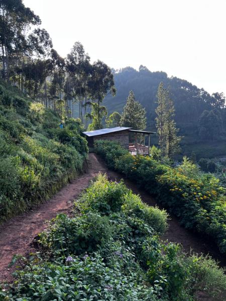 Rubuguri community home, Book  Rubuguli Kisoro