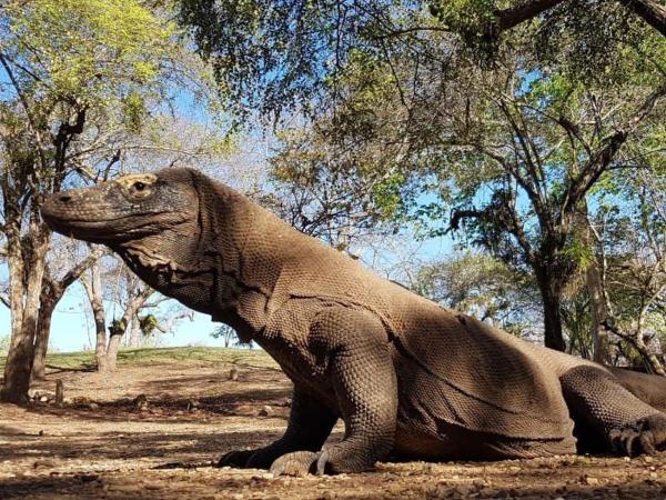 4D3N CRUISE Lombok-Komodo-Flores, Book  Mangsit Lombok