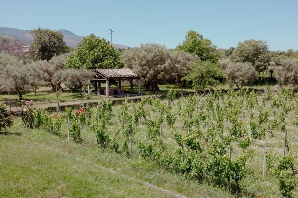 Tenunte Sciara, Book  Randazzo Etna
