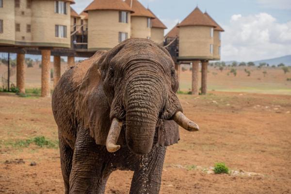 Salt Lick Safari Lodge, Book Lodge Tsavo 