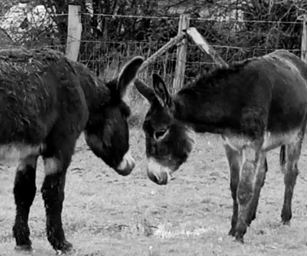 La Ferme De La Bete Noire, Book  Thieffrain 
