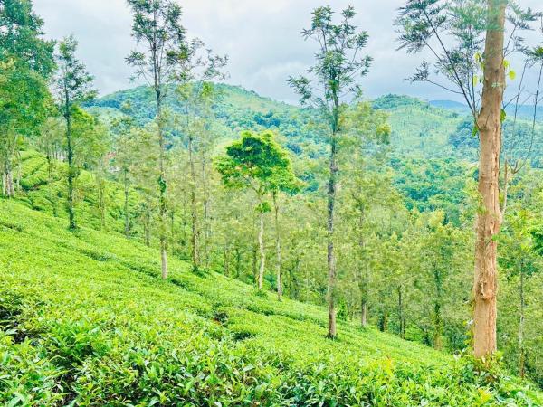 Zonooro Homestay Vythiri, Book  Vythiri 