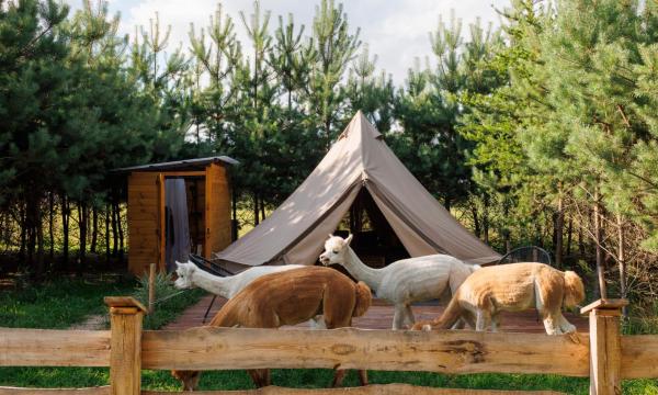 Glamping - Projekt Alpaka, Book Campingplads Masovia Campingpladser, Campingplads